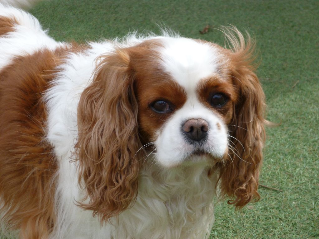 Melodie du bonheur des Cavaliers De Leysdire