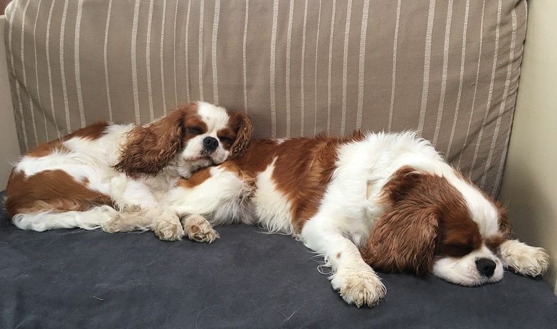 Melodie du bonheur des Cavaliers De Leysdire