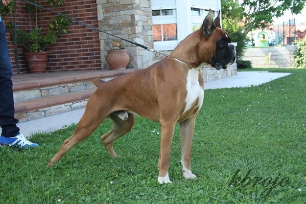 Publication : Des Diablotins Du Sud Auteur : Tamara Alcade Gelado