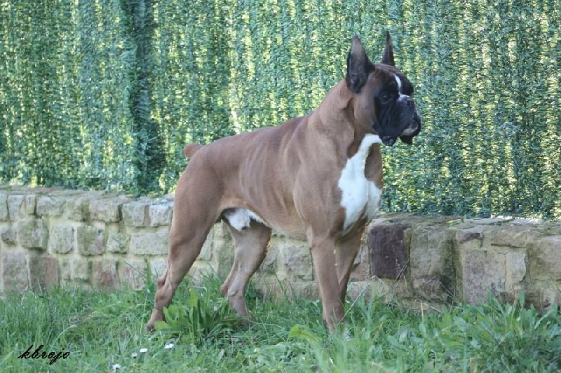 Publication : Des Diablotins Du Sud Auteur : Tamara Alcade Gelado