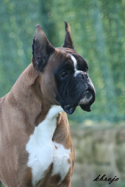 Publication : Des Diablotins Du Sud Auteur : Tamara Alcade Gelado