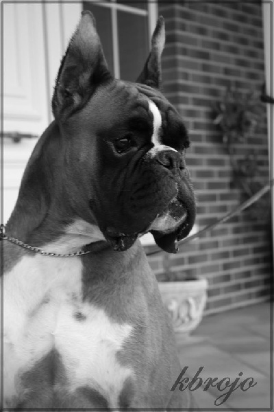 Publication : Des Diablotins Du Sud Auteur : Tamara Alcade Gelado