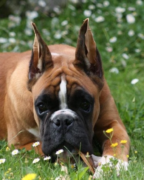 Publication : Des Diablotins Du Sud Auteur : Tamara Alcade Gelado