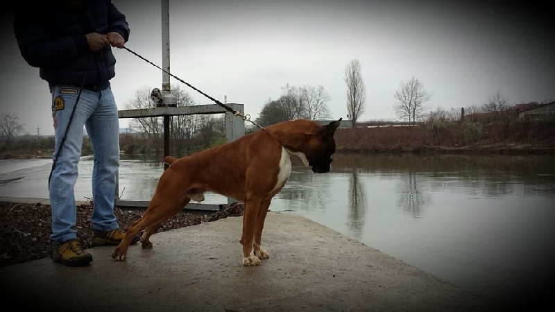 Publication : Des Diablotins Du Sud Auteur : Tamara Alcade Gelado