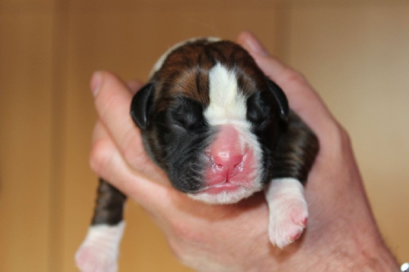 Luhan des Diablotins du Sud