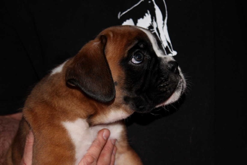 Luhan des Diablotins du Sud