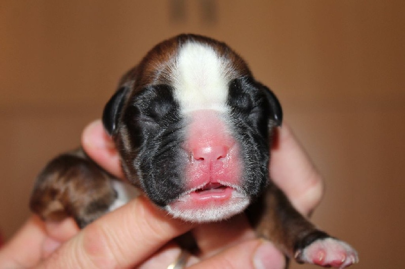 Lowell des Diablotins du Sud