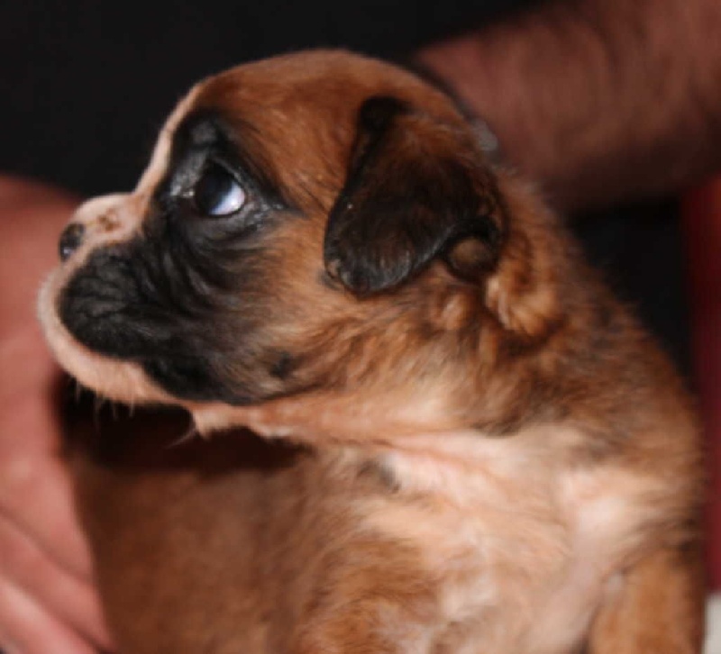 Loon des Diablotins du Sud