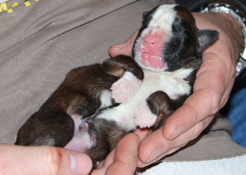 Loon des Diablotins du Sud