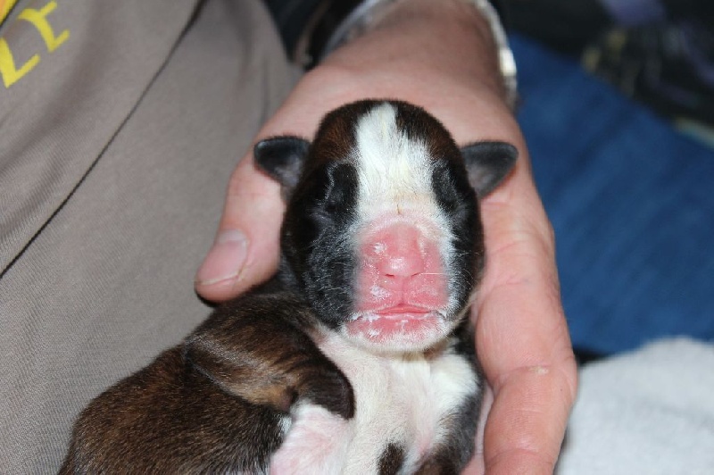 Loon des Diablotins du Sud