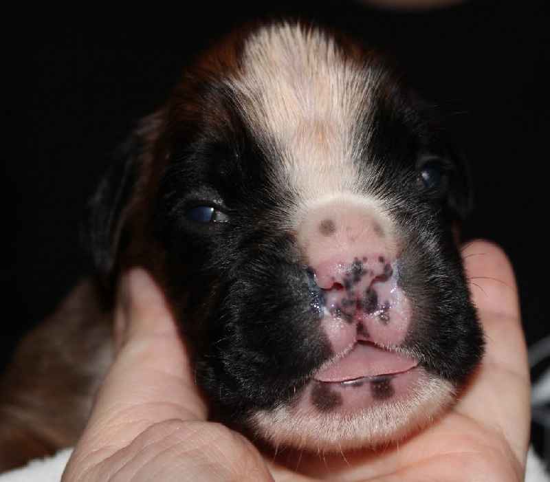 Lowell des Diablotins du Sud