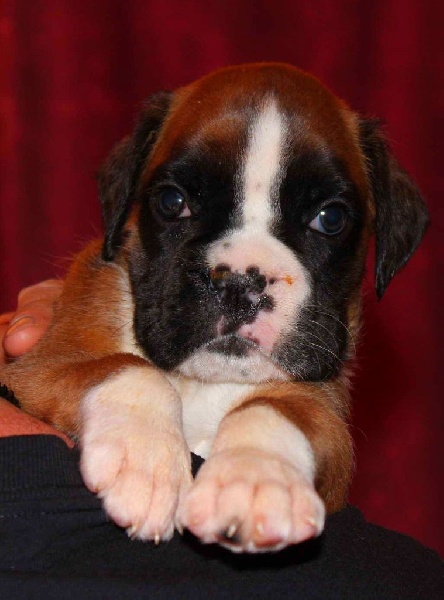 Luhan des Diablotins du Sud