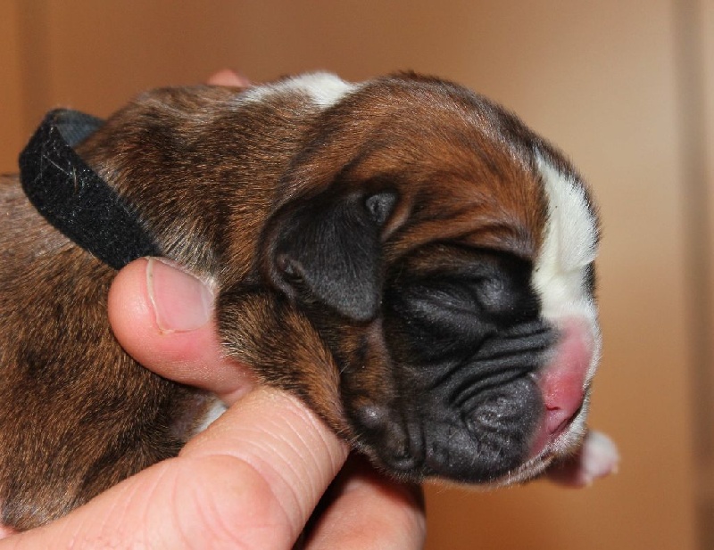 Lowell des Diablotins du Sud