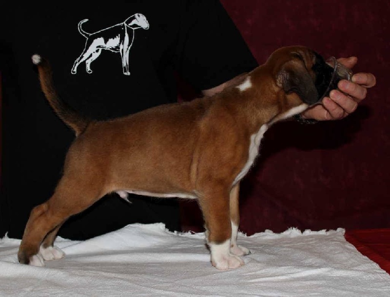 Luhan des Diablotins du Sud