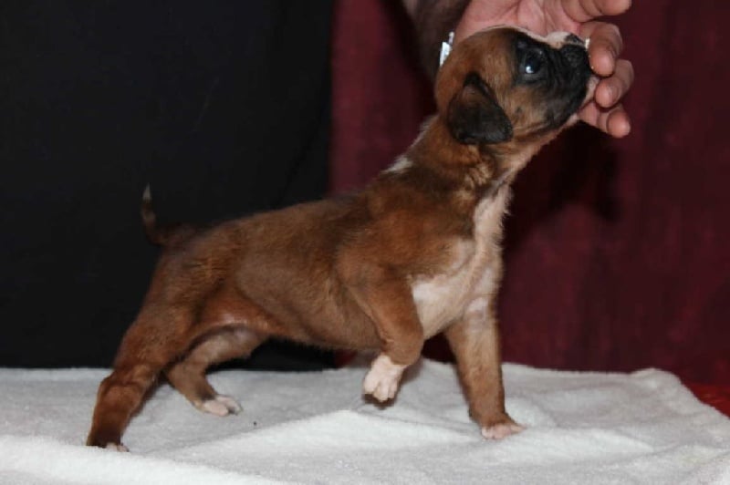 Loon des Diablotins du Sud