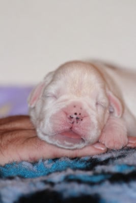 Les chiots de Boxer