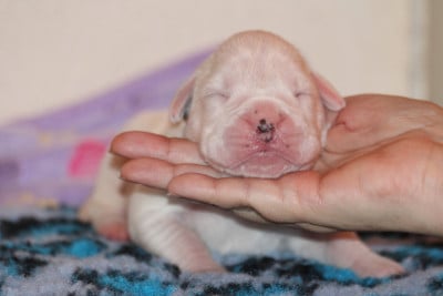 Les chiots de Boxer