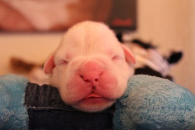 Les chiots de Boxer