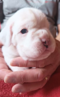 Les chiots de Boxer