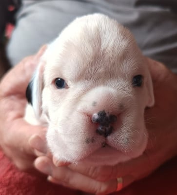 Les chiots de Boxer