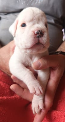 Les chiots de Boxer