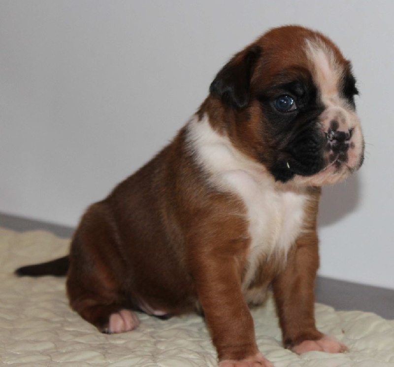 Lloyd des Diablotins du Sud