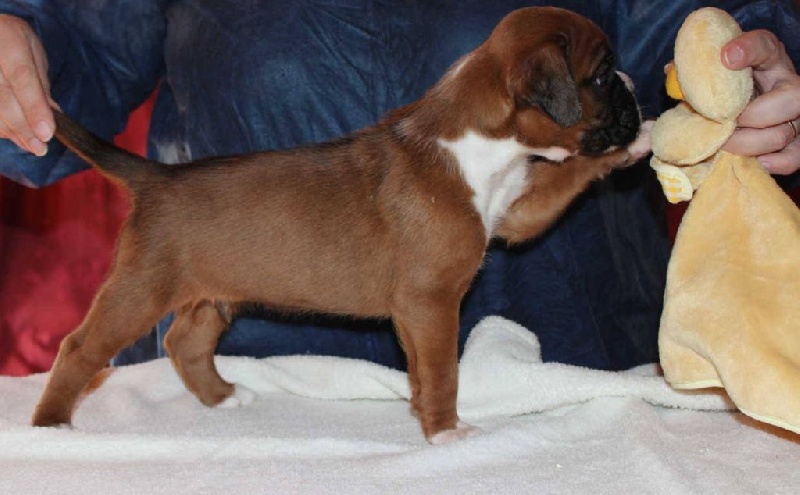 Lloyd des Diablotins du Sud