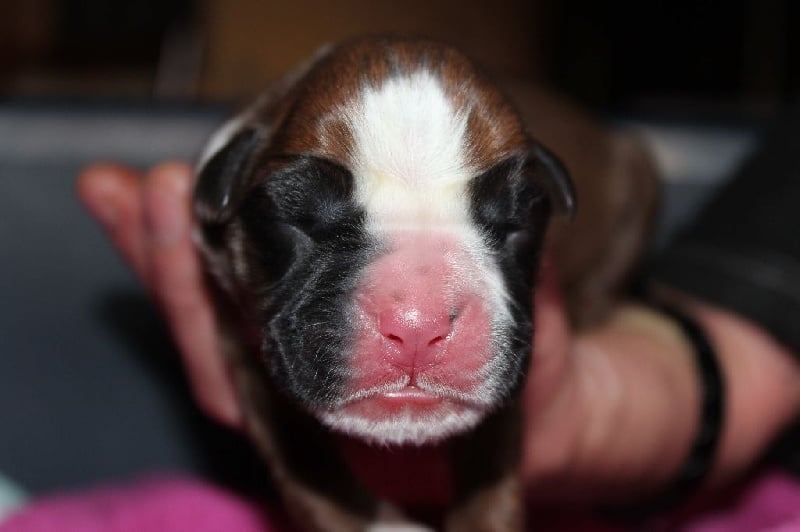 Lloyd des Diablotins du Sud