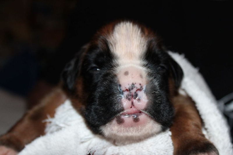 Lowell des Diablotins du Sud