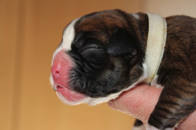 Luhan des Diablotins du Sud