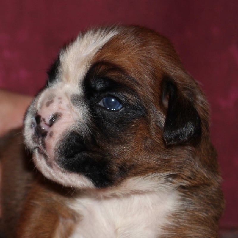 Lloyd des Diablotins du Sud