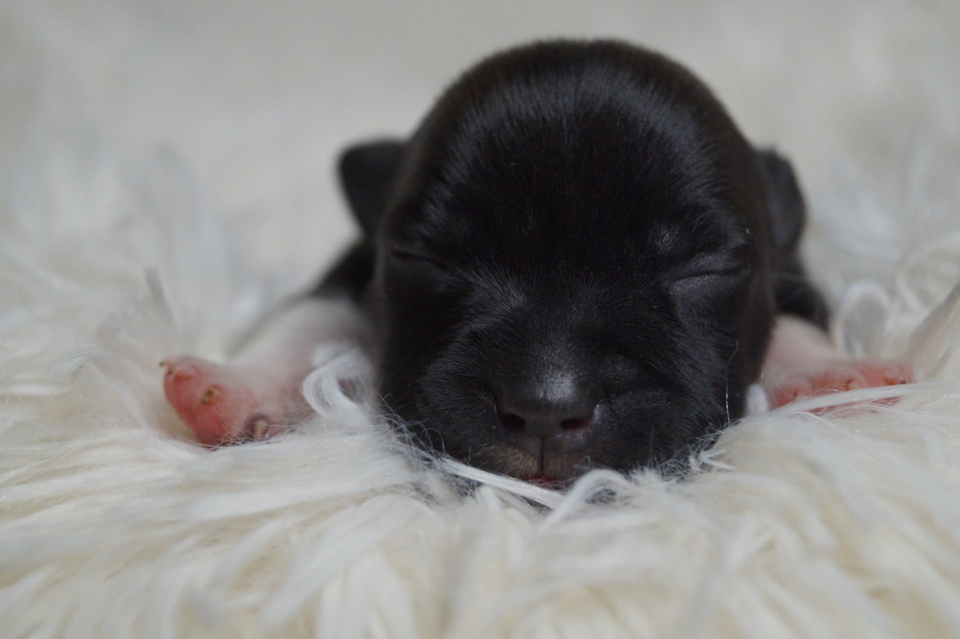 Bouncy socks - Staffordshire Bull Terrier