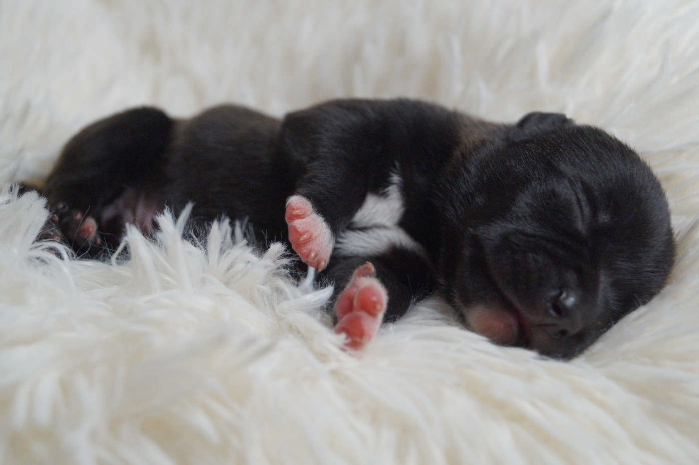 Better Together - Staffordshire Bull Terrier