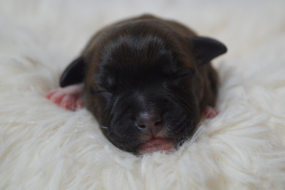 Les chiots de Staffordshire Bull Terrier