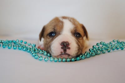 Les chiots de Staffordshire Bull Terrier