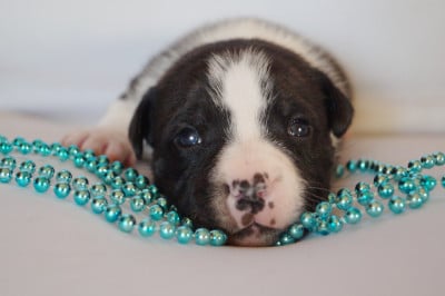 Les chiots de Staffordshire Bull Terrier