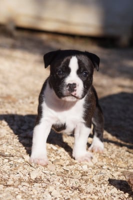 Les chiots de Staffordshire Bull Terrier
