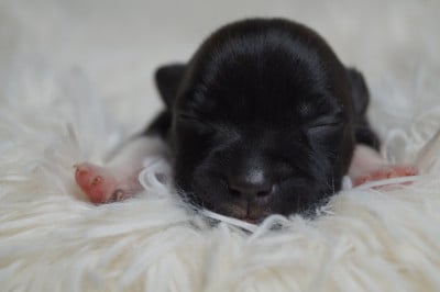 Les chiots de Staffordshire Bull Terrier