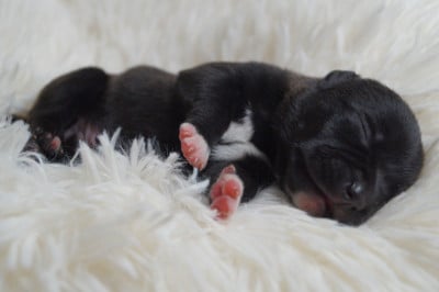 Les chiots de Staffordshire Bull Terrier
