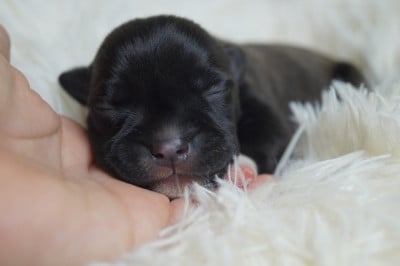 Les chiots de Staffordshire Bull Terrier