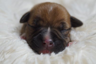 Les chiots de Staffordshire Bull Terrier