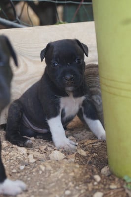 Les chiots de Staffordshire Bull Terrier