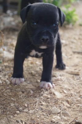 Les chiots de Staffordshire Bull Terrier
