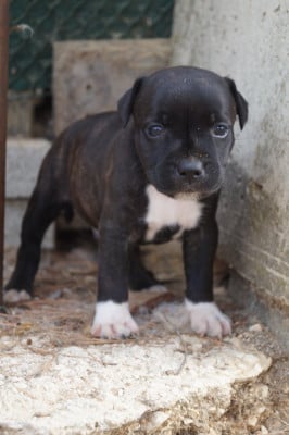 Les chiots de Staffordshire Bull Terrier
