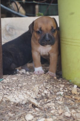 Les chiots de Staffordshire Bull Terrier