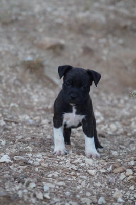Les chiots de Staffordshire Bull Terrier