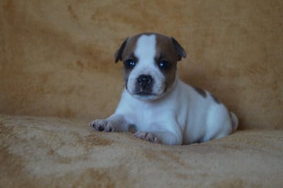 Les chiots de Staffordshire Bull Terrier