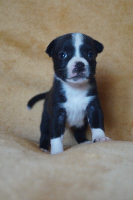Les chiots de Staffordshire Bull Terrier