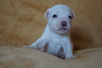 Les chiots de Staffordshire Bull Terrier