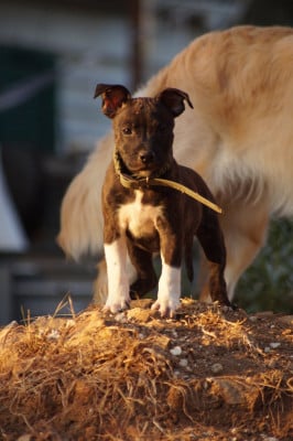 Les chiots de Staffordshire Bull Terrier